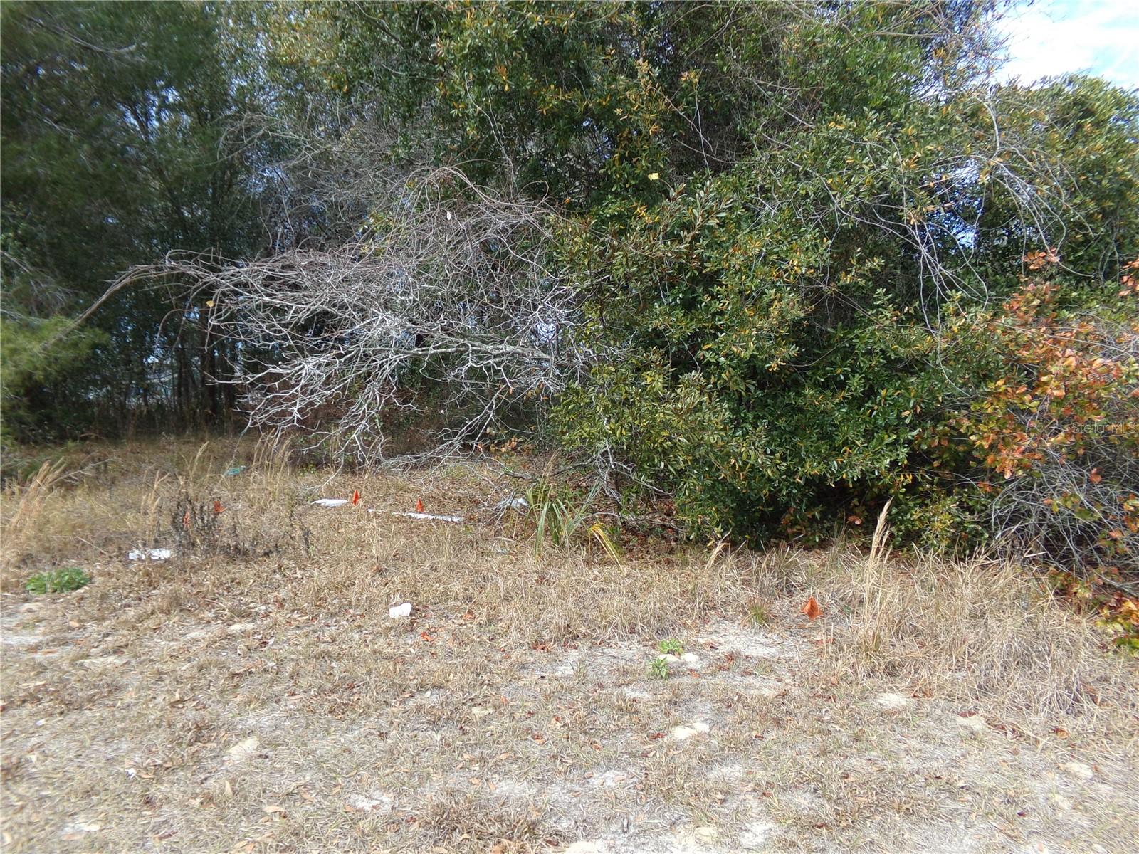 1680 CATALINA BLVD — photo 3