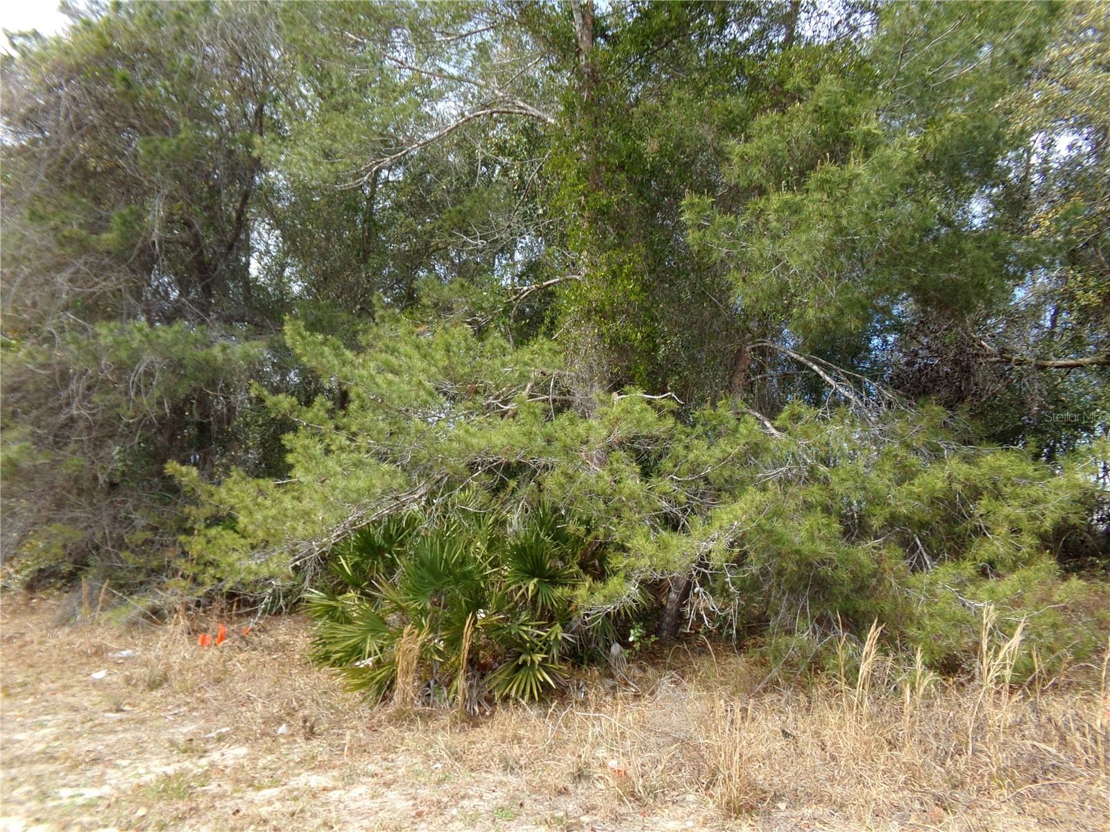 1680 CATALINA BLVD — photo 4