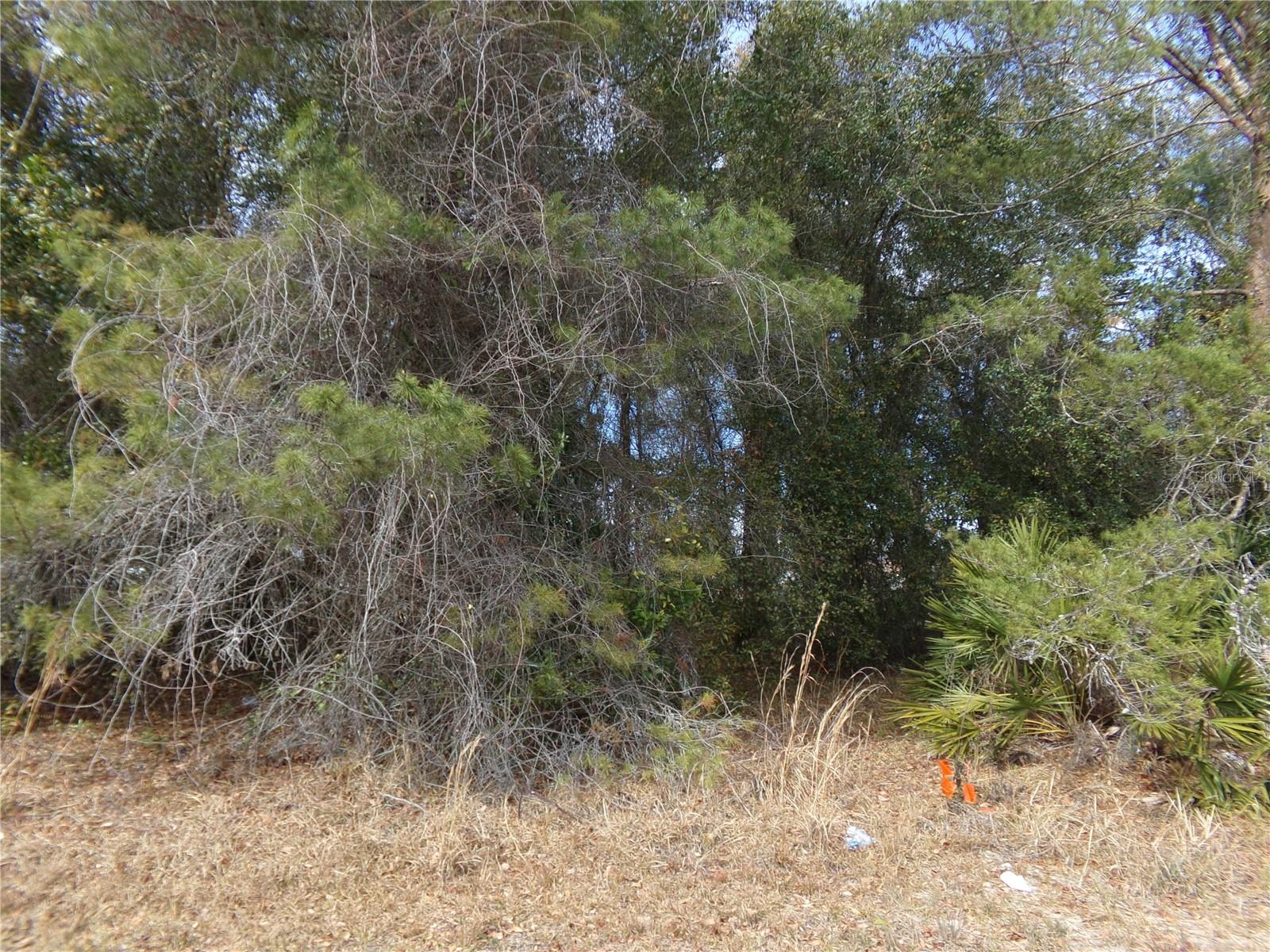 1680 CATALINA BLVD — photo 5