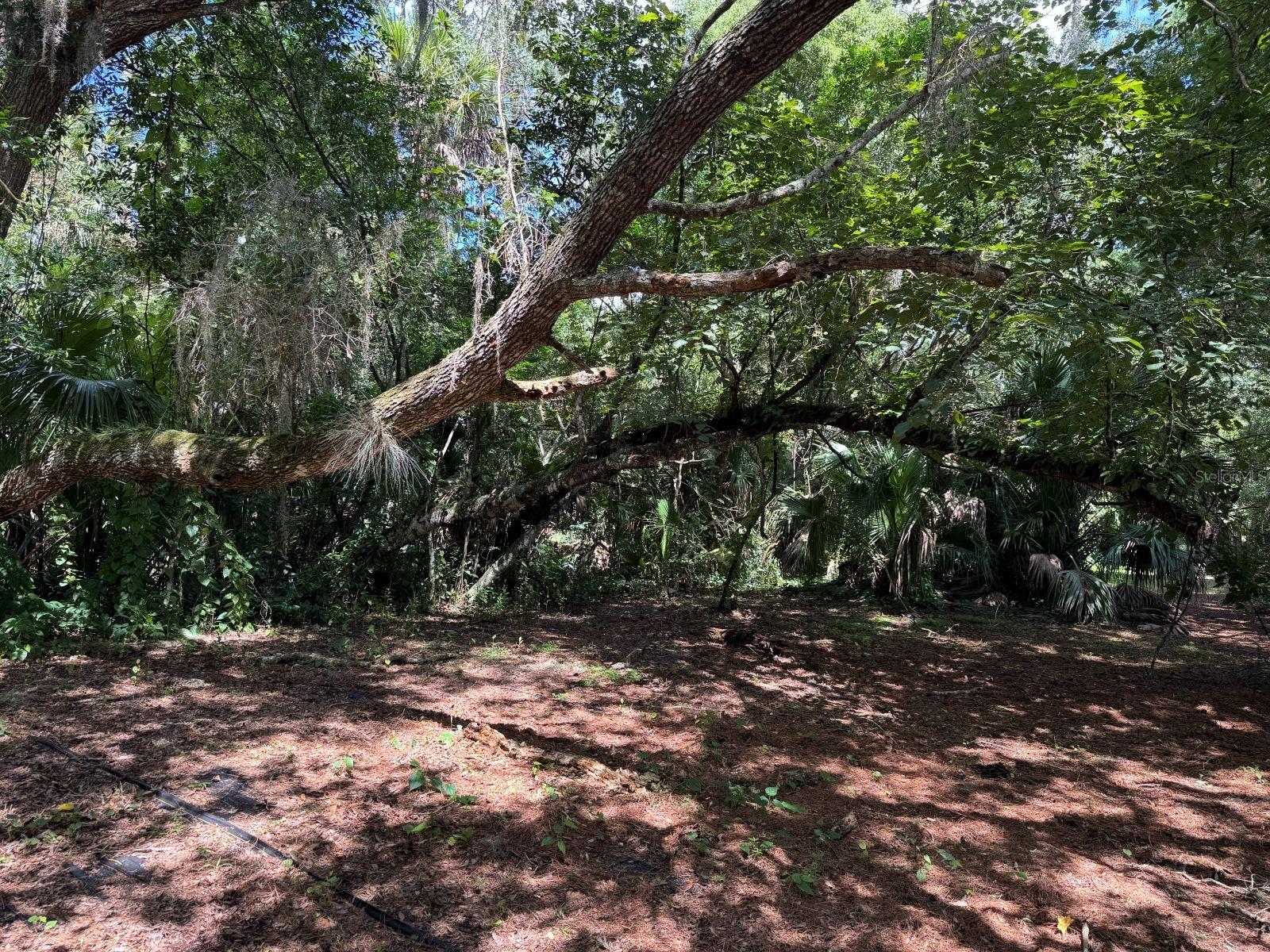MECCA HAMMOCK TRL — photo 11